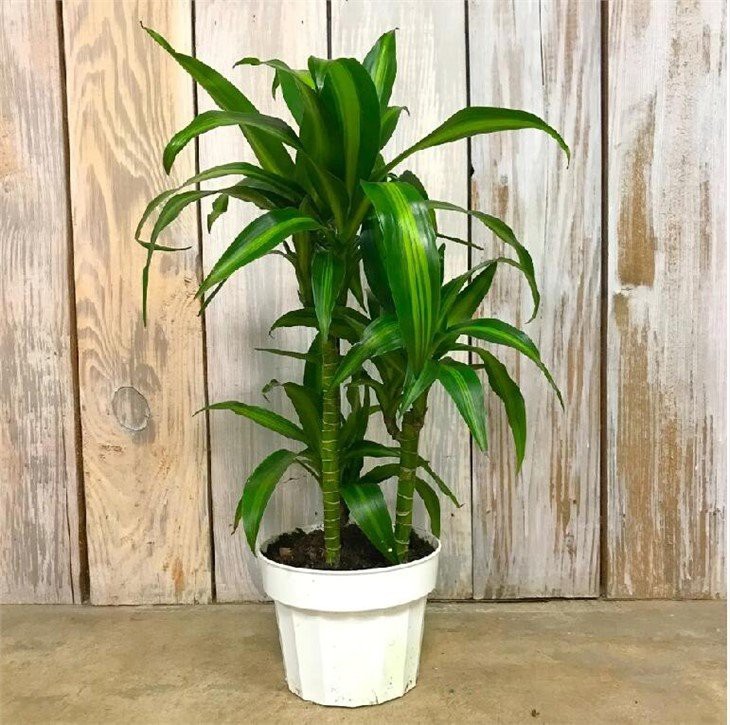 Hawaiian Sunshine Dracaena