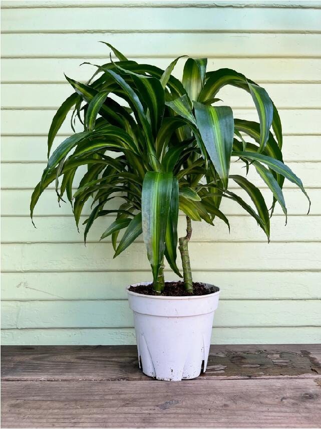 Hawaiian Sunshine Dracaena